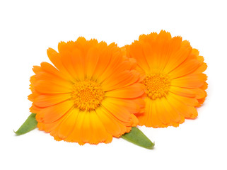 Calendula isolated on white background