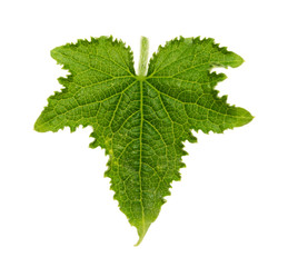 Leaf of cucumber isolated on white background