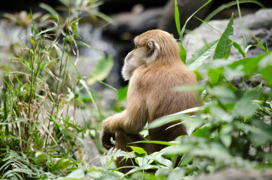 Assam macaque on the tree