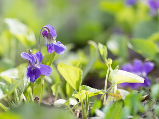 Closeup purple flowers (Scientific name: Viola odorata, Sweet Violet, English Violet, Common Violet or Garden Violet) blooming in spring  in wild meadow. Nature background.