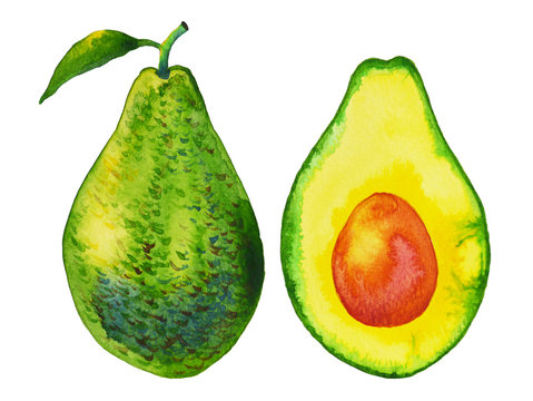 avocado, art hand painted, watercolor painting, illustration