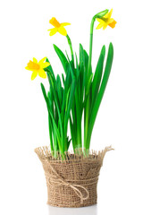Fototapeta premium very fragrant and beautiful daffodil in the vase on burlap on blue wooden background