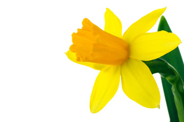 very fragrant and beautiful Narcissus in the photo close up on an isolated background