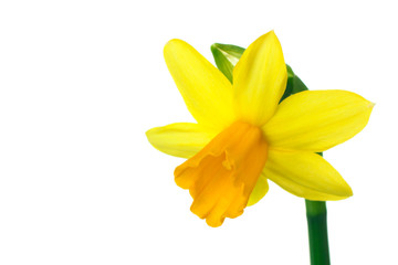 very fragrant and beautiful Narcissus in the photo close up on an isolated background
