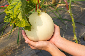 Canary melon is in hand.