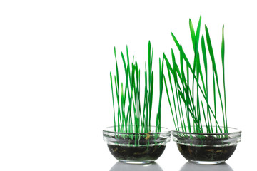beautiful green and fresh grass growing in a transparent glass vase on an isolated background