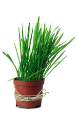 beautiful green and fresh grass growing in a vase on an isolated background