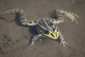 Edible green frog in nature