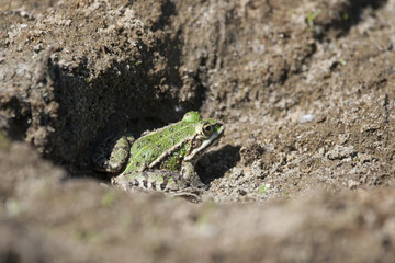 Frog in nature