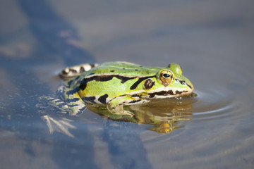 Green frog in lake