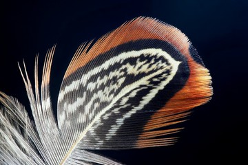 Phaesant feather