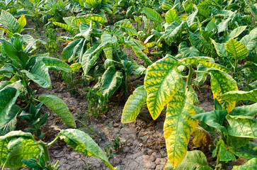 Tobacco plantation