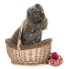 poodle in basket