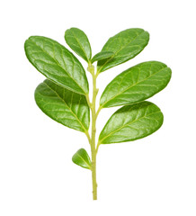 Cowberry branch isolated on white background