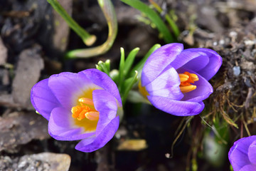 Krokus