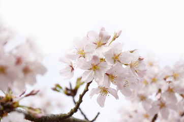 Cherry blossoms