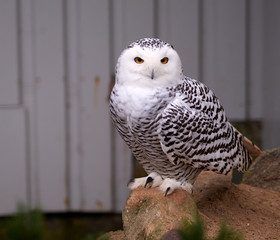 Snowy owl