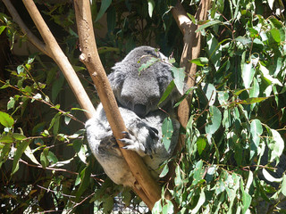 Koala repos