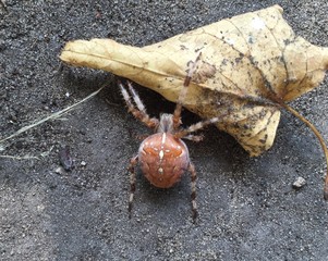 Large spider crawling on the ground