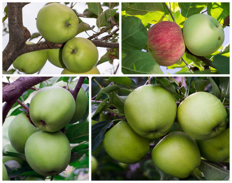 apples on a tree branch with leaves