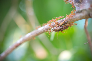 ants teamwork hunting