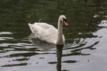 Cigno solitario triste