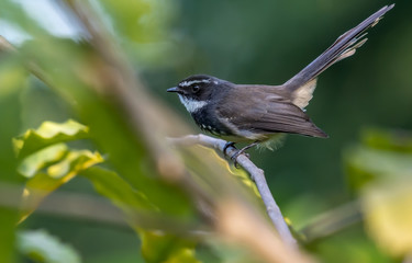 White throated fantail about to take a flight.