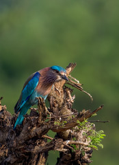 Portrait of a Indian Roller with smooth green background