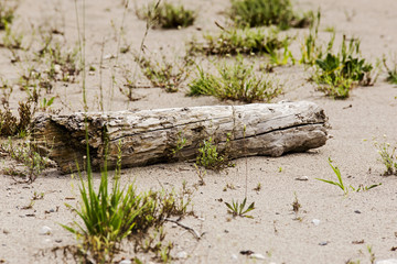 tree trunk in a sandy riverside