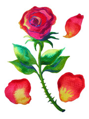 set of single red rose and leaf, watercolor painting