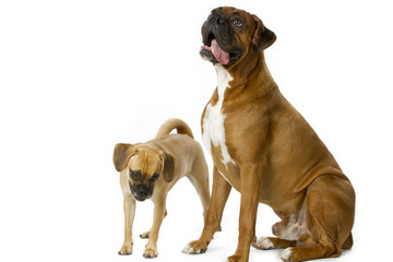 Obraz premium big and small breed