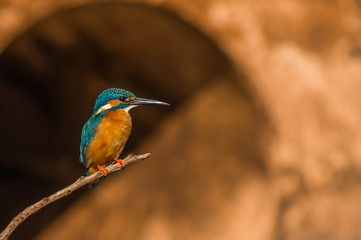 Common Kingfisher perched on a tiny branch with a nice brown background