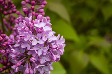 Small pink Flowers on the left