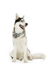 husky with scarf