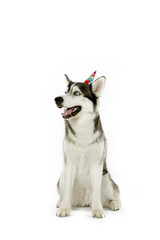 happy dog with party hat