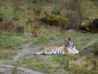 Naklejka na ściany i meble Tiger lying in the grass