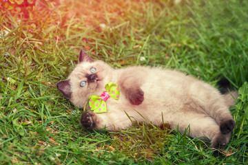 Little wearind bow tie lying on the back in grass