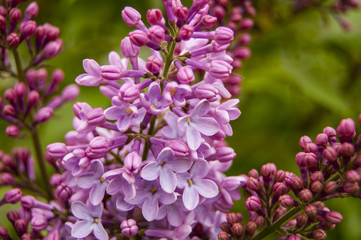 Wallpaper small pink flowers