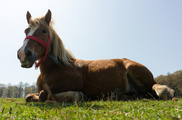 close up of beautiful horse lying on the grass