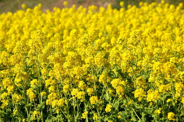 菜の花