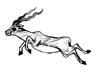 hand drawn, sketch illustration of jumping antelope