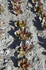  fresh  red lettuce in a home garden