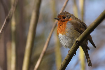 Robin, Erithacus rubecula