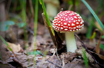 Ядовитый красный мухомор в лесу