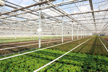 Greenhouse with plants