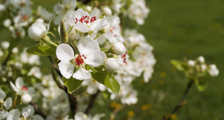Spring Cherry blossoms