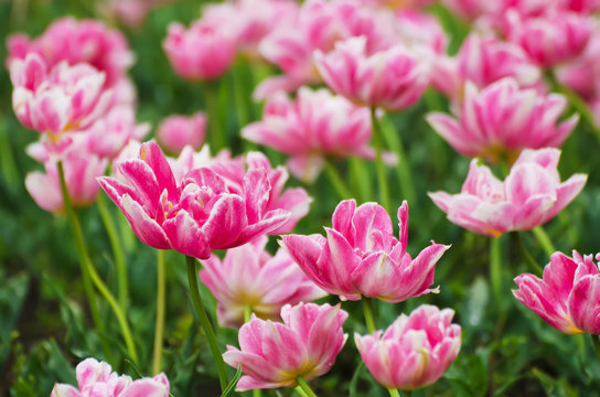 Pink beautiful tulips field in spring time, floral easter background