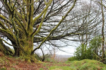 Obraz premium Spring on the islands of Great Britain