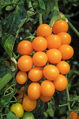 Close up of fresh orange tomatoes still on the plant