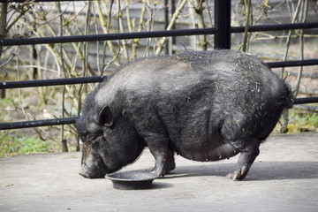 Hängebauchschwein während der Fütterung 